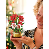 Fresh Cut Mini Scarlet Amaryllis