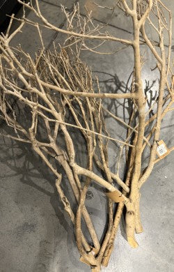 Branch Tea Tree Bundle