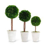Topiary Boxwood