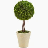 Topiary Boxwood