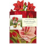 Fresh Cut Mini Scarlet Amaryllis