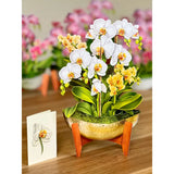 Fresh Cut Serenity Orchid