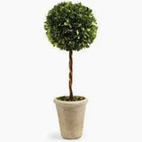 Medium Topiary Boxwood